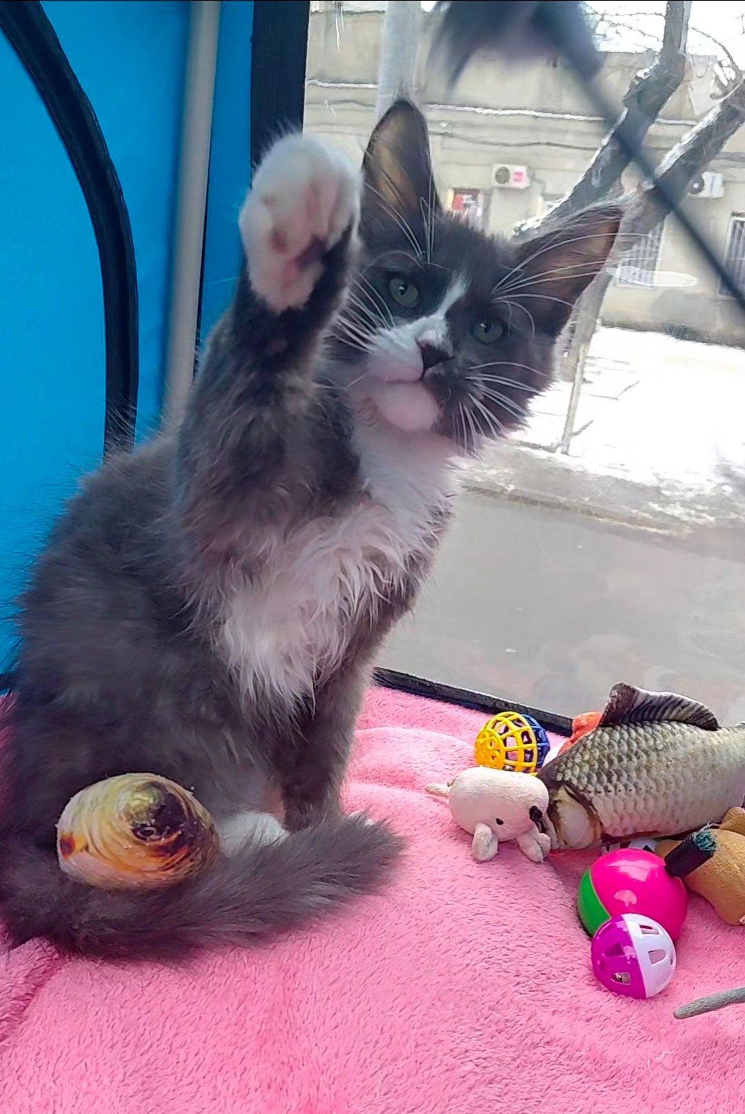 Мальчишечка мейн-кун