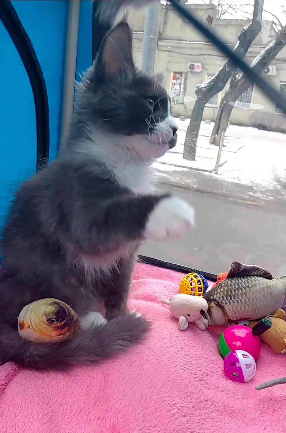 Мальчишечка мейн-кун