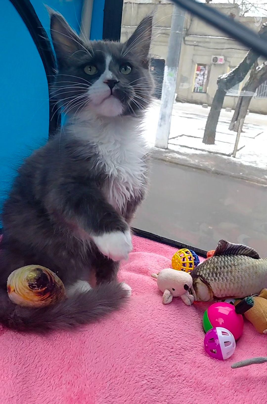 Мальчишечка мейн-кун