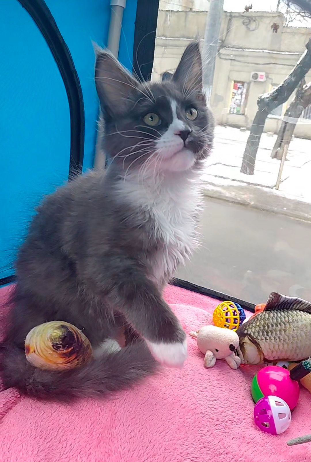 Мальчишечка мейн-кун