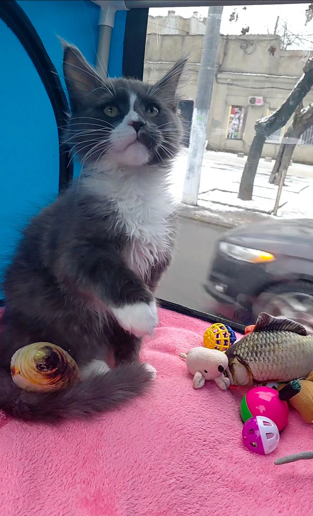 Мальчишечка мейн-кун