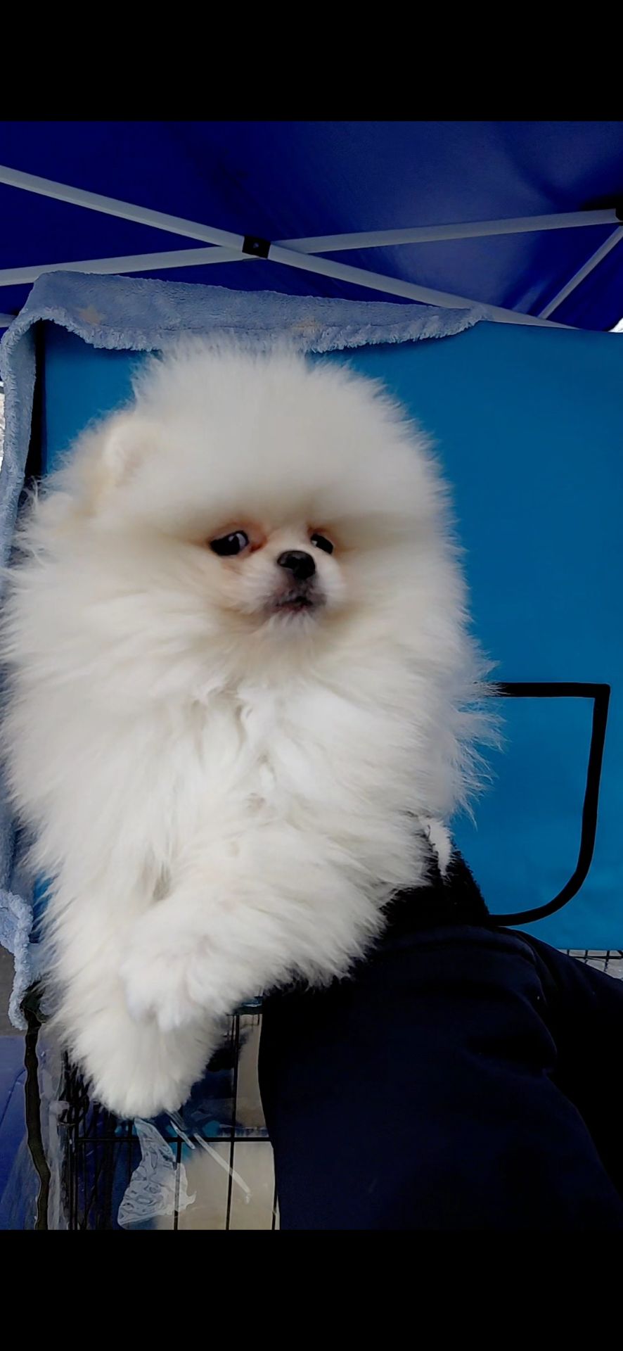 Красивый мини мишка