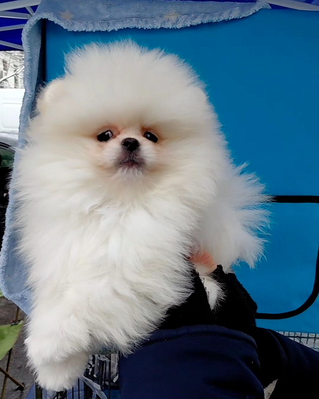 Красивый мини мишка