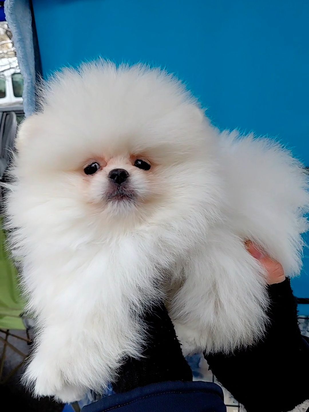 Красивый мини мишка