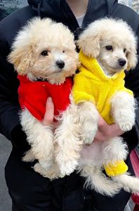 Шикарные братики