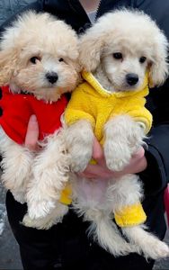 Шикарные братики