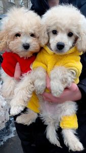 Шикарные братики