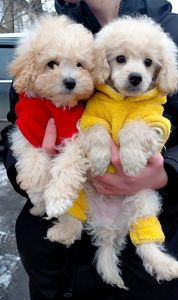 Шикарные братики