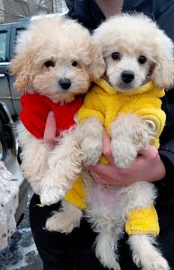 Шикарные братики