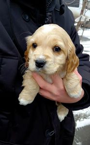 Шикарный мальчишка англичанин