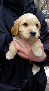 Шикарный мальчишка англичанин