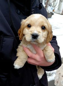 Шикарный мальчишка англичанин