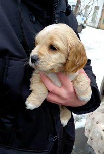 Шикарный мальчишка англичанин