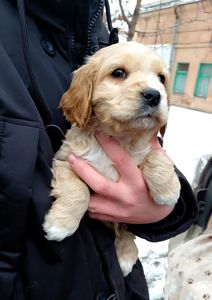 Шикарный мальчишка англичанин