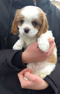 Шикарные мальчишки