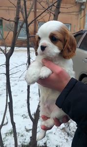 Шикарные мальчишки