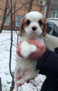 Шикарные мальчишки