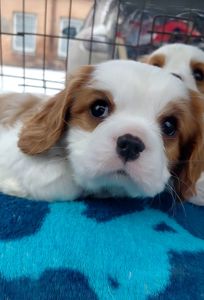 Шикарные мальчишки