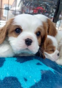 Шикарные мальчишки