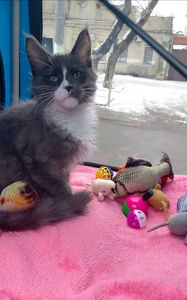 Мальчишечка мейн-кун