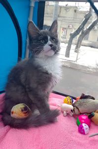 Мальчишечка мейн-кун