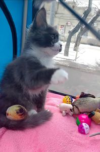 Мальчишечка мейн-кун