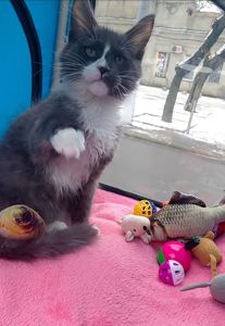 Мальчишечка мейн-кун