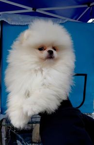 Красивый мини мишка