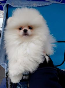 Красивый мини мишка