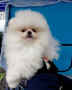 Красивый мини мишка