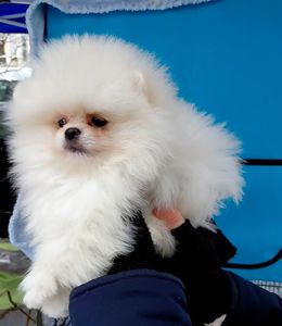 Красивый мини мишка