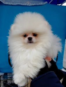 Красивый мини мишка