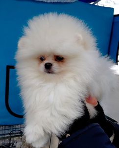 Красивый мини мишка