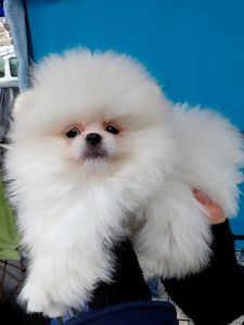 Красивый мини мишка