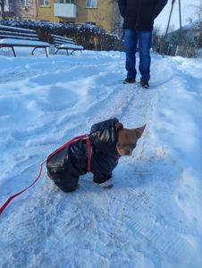 Цуценя Чіхуа