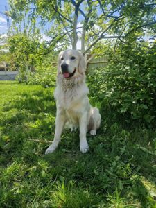 Цуценята золотистого ретривера