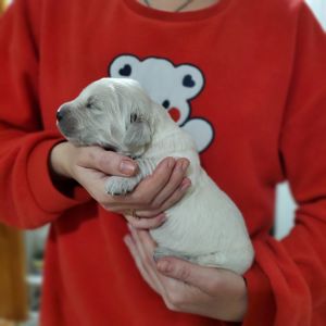 Цуценята золотистого ретривера