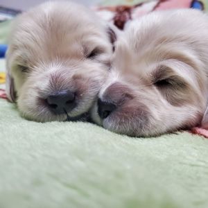 Цуценята золотистого ретривера