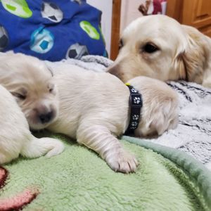 Цуценята золотистого ретривера