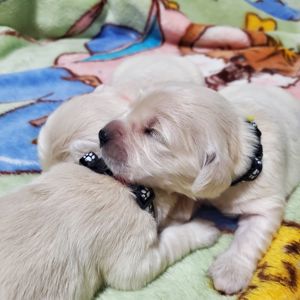 Цуценята золотистого ретривера