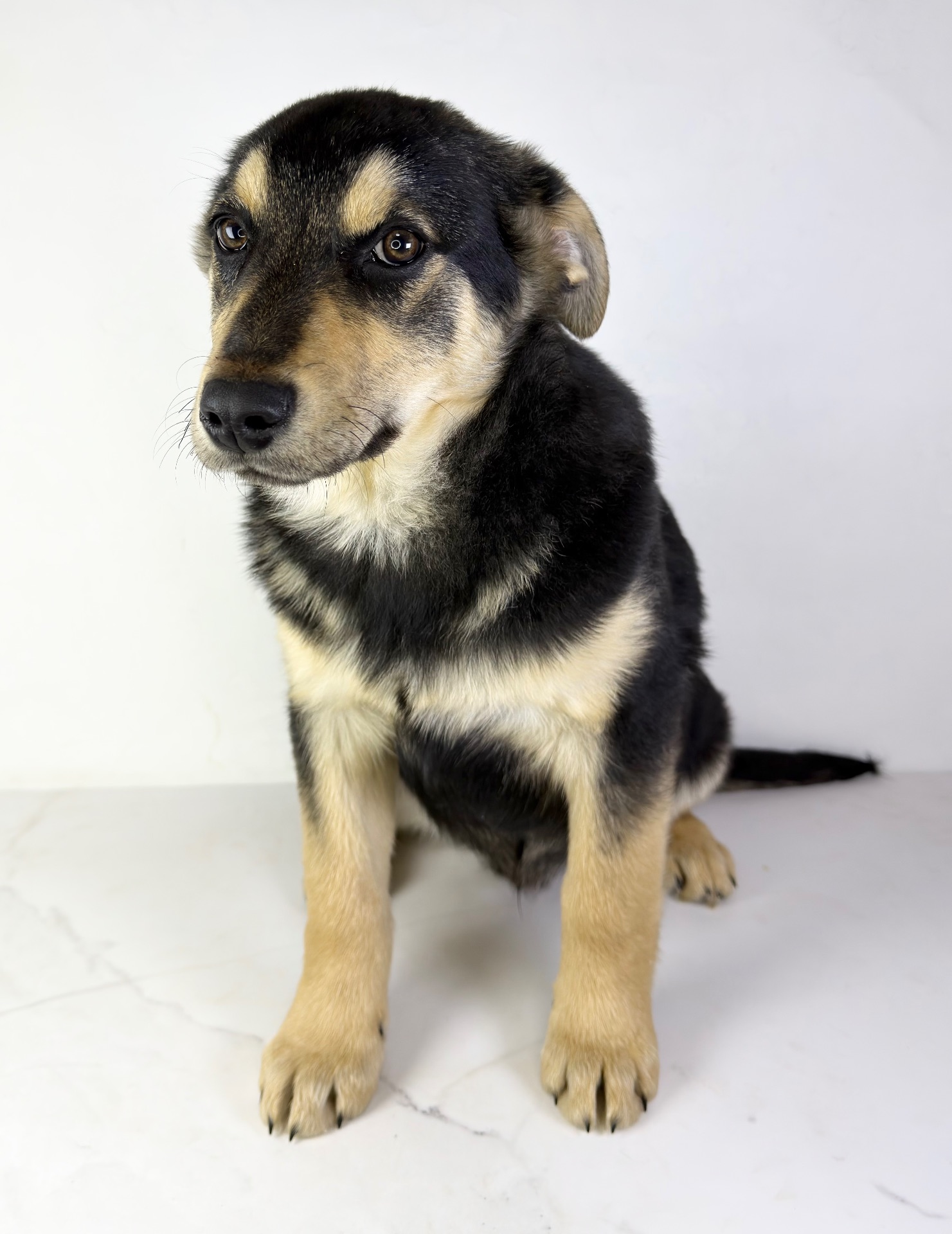 Песик мішка шукає родину