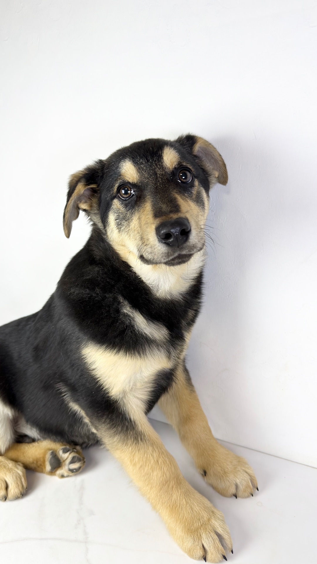 Песик мішка шукає родину