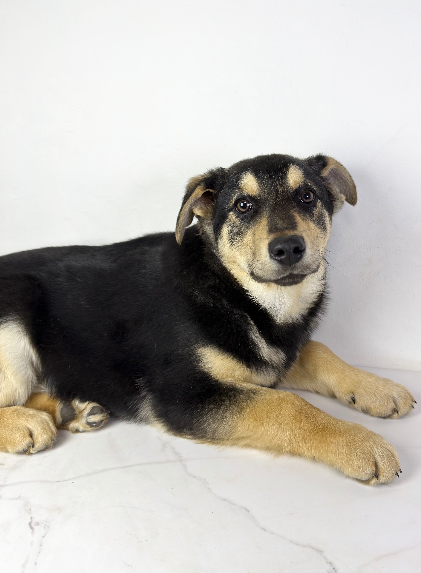 Песик мішка шукає родину