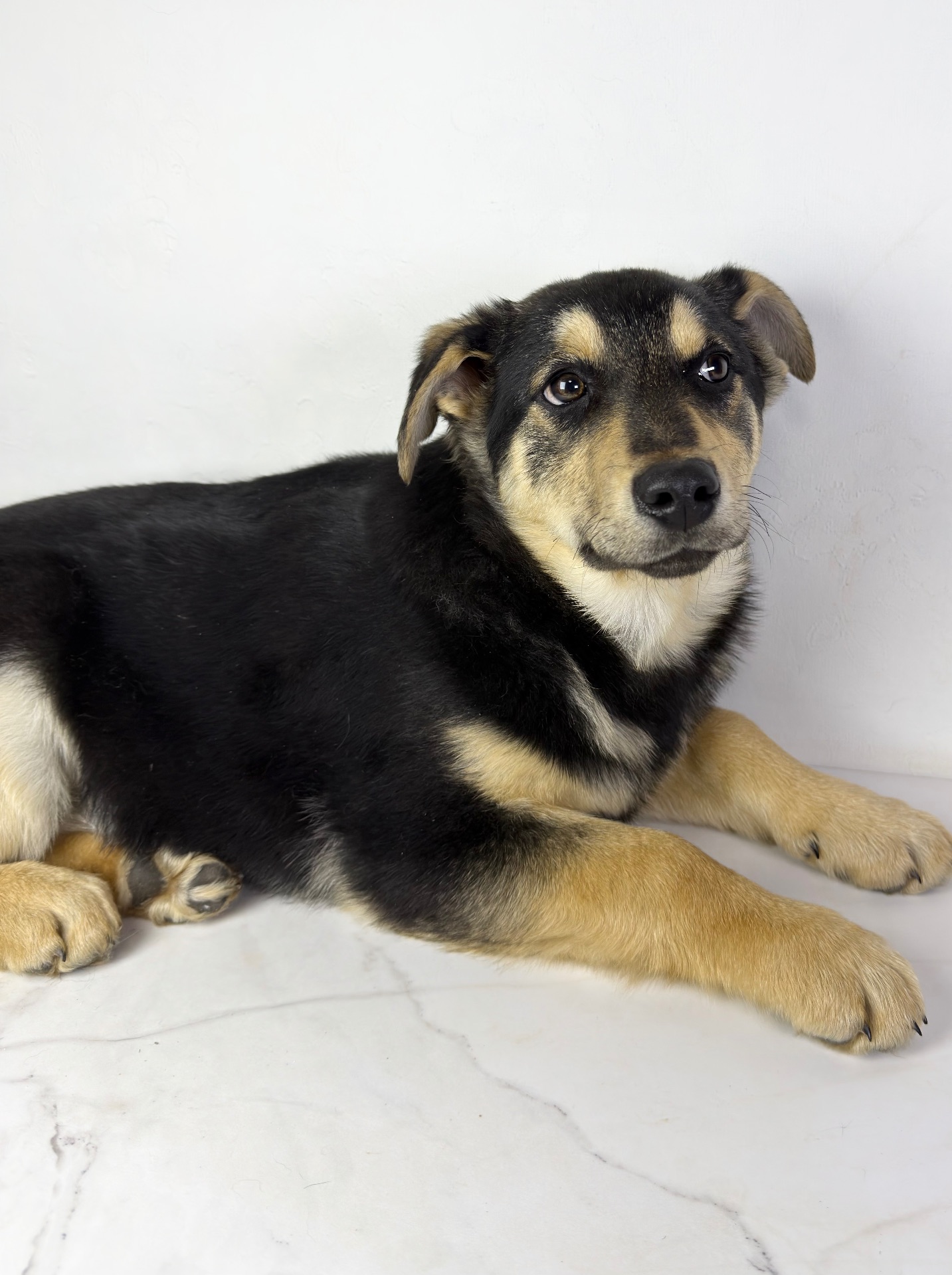 Песик мішка шукає родину