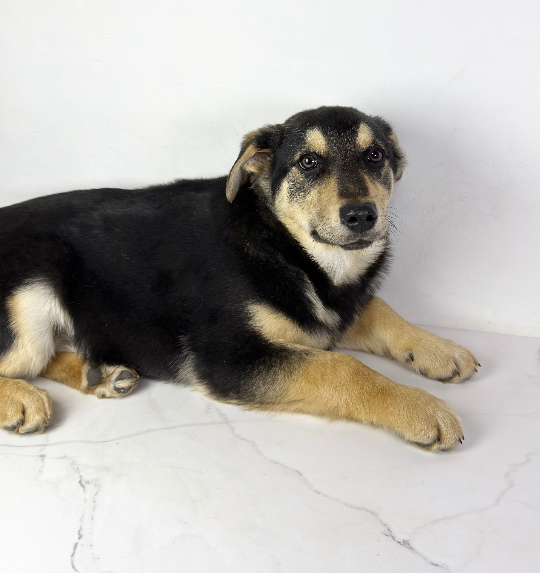 Песик мішка шукає родину