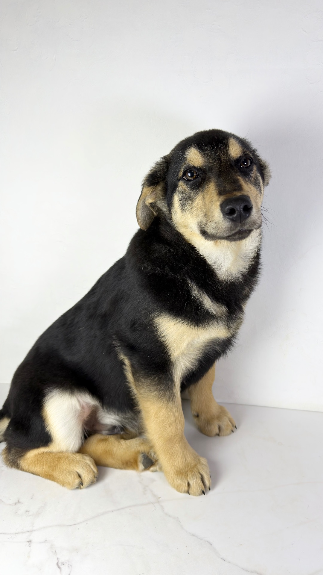 Песик мішка шукає родину