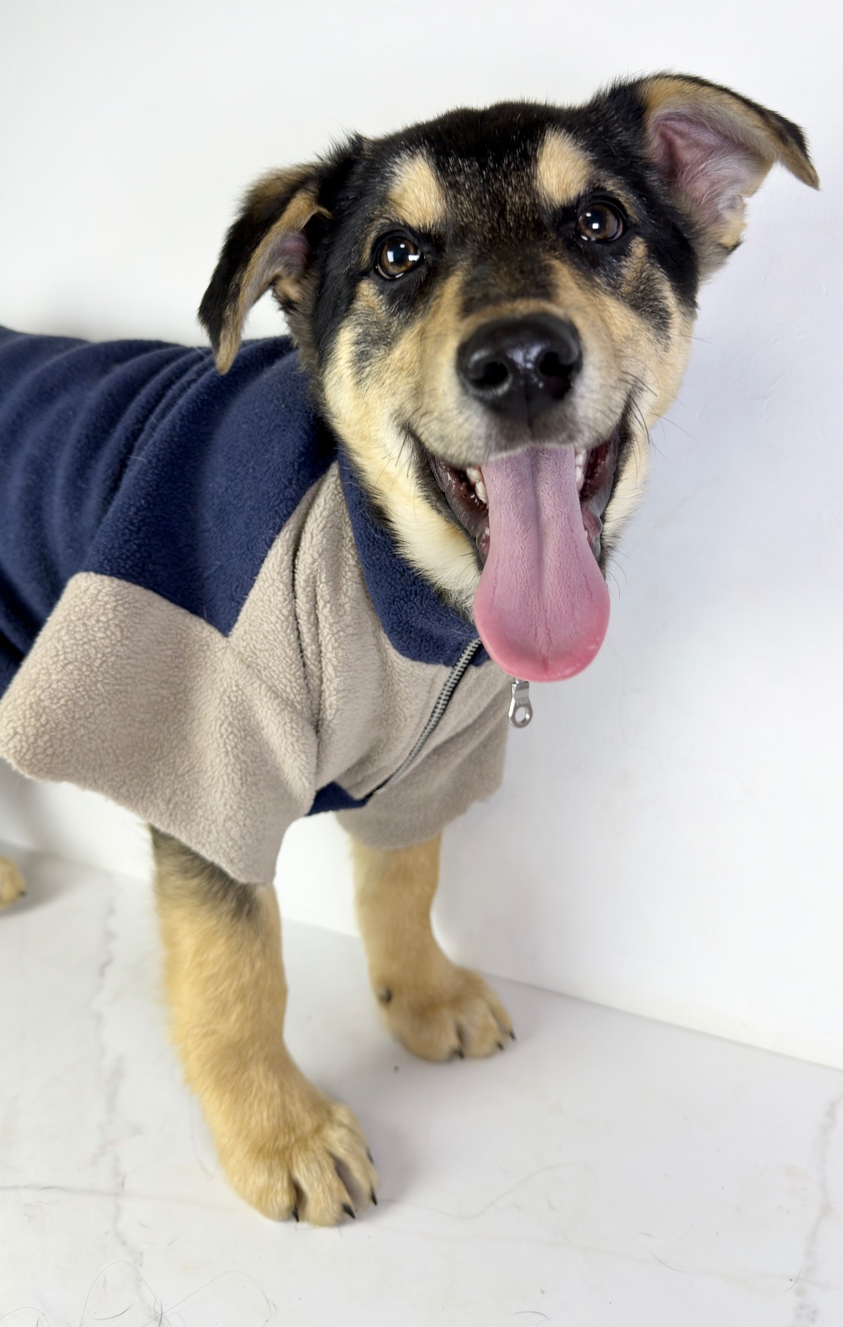 Песик мішка шукає родину