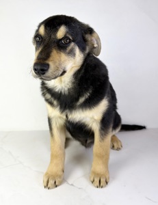 Песик мішка шукає родину