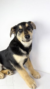 Песик мішка шукає родину