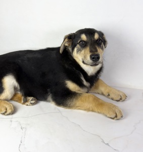 Песик мішка шукає родину